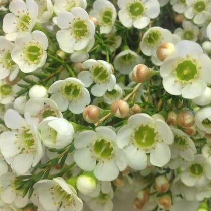 mix Wax Flower Seeds