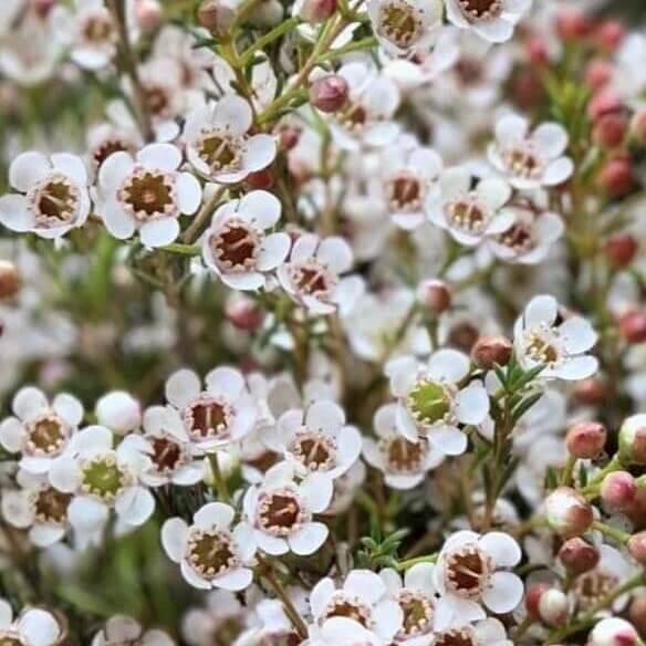 mix Wax Flower Seeds