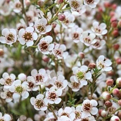 mix Wax Flower Seeds