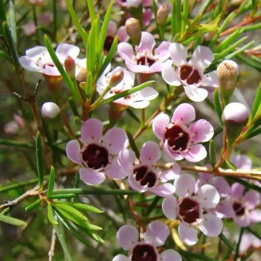 mix Wax Flower Seeds