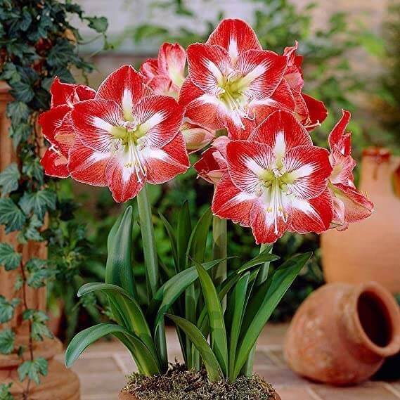 mixed Amaryllis  Seeds