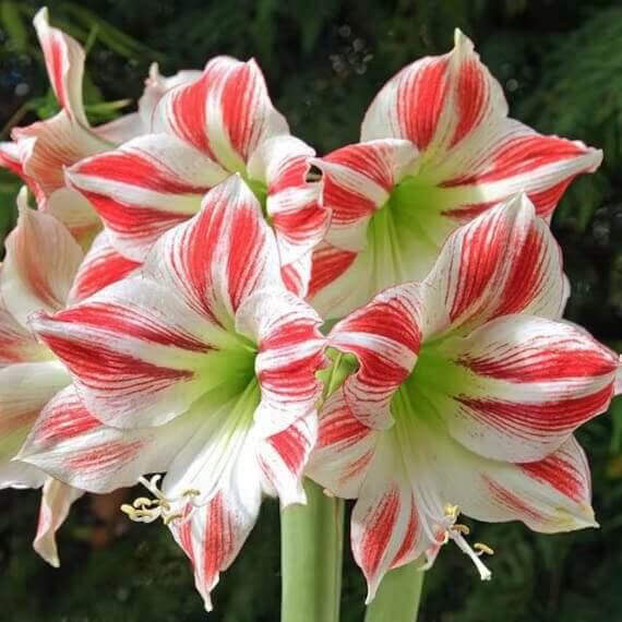 mixed Amaryllis  Seeds