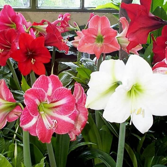 mixed Amaryllis  Seeds