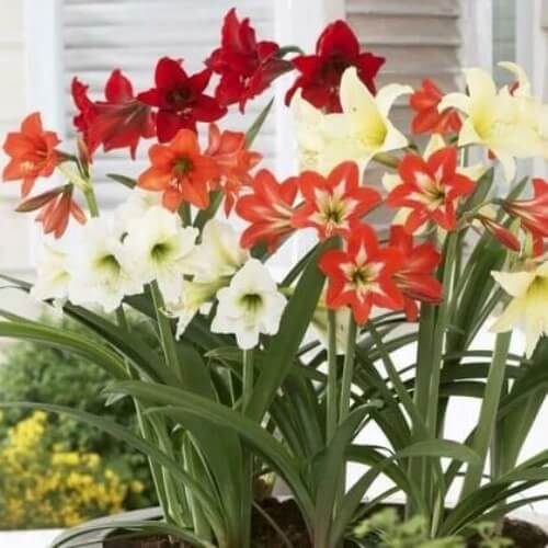 mixed Amaryllis  Seeds