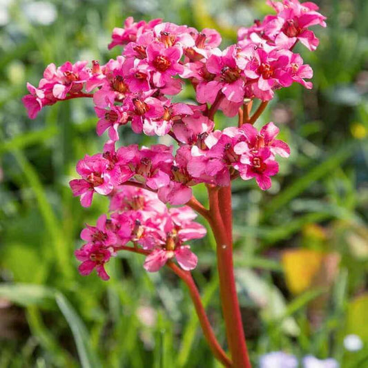  mixed Bergenia Seeds