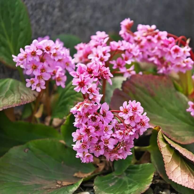  mixed Bergenia Seeds