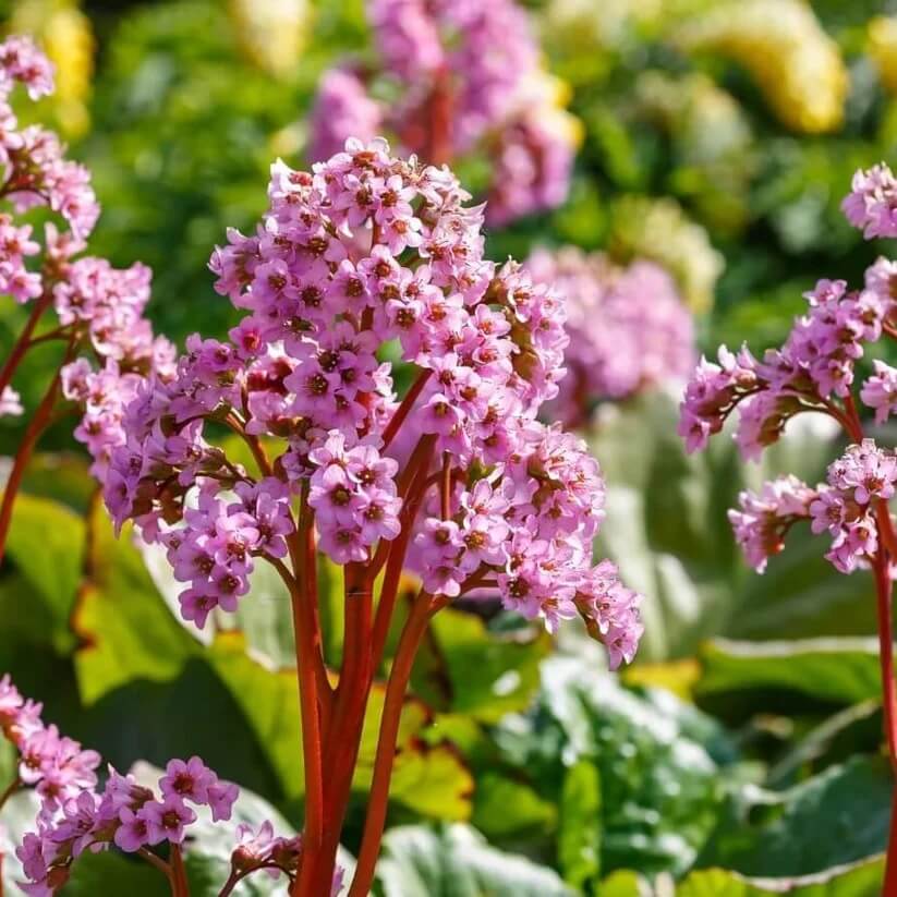  mixed Bergenia Seeds