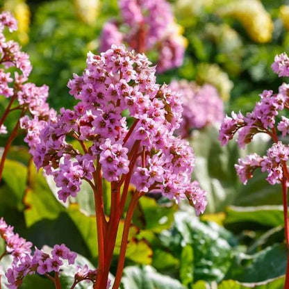  mixed Bergenia Seeds