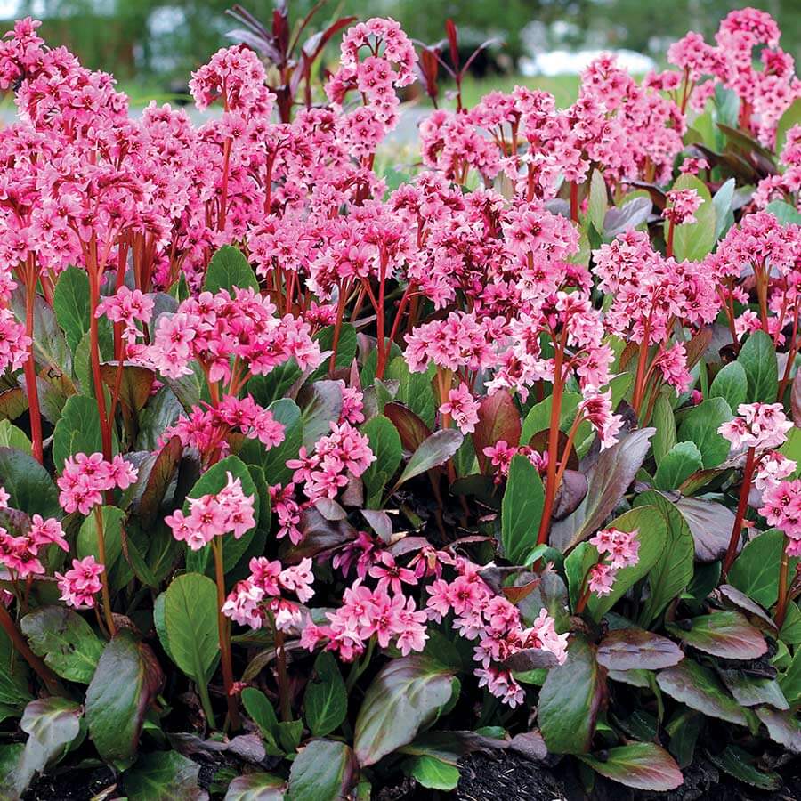  mixed Bergenia Seeds