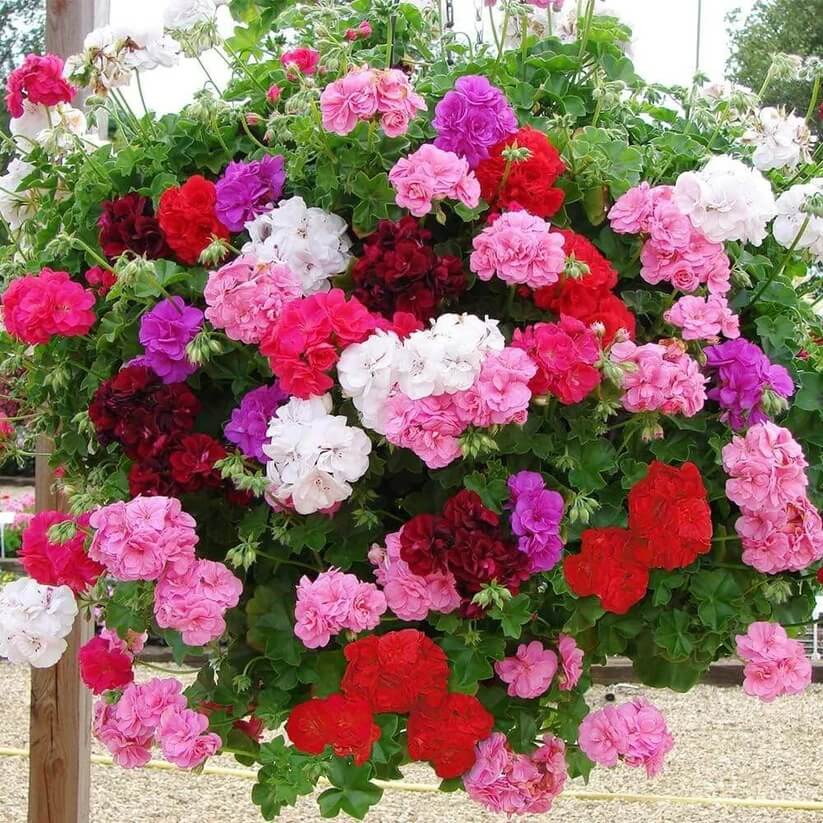 mixed Geranium Seeds