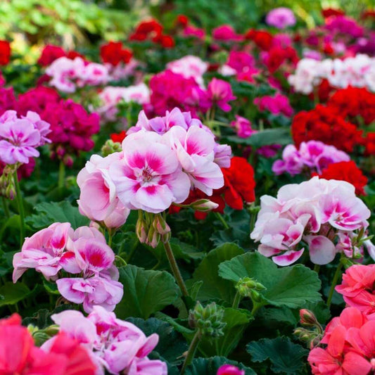 mixed Geranium Seeds