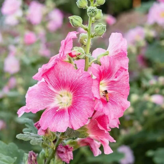 mixed colors hollyhock country romance seeds