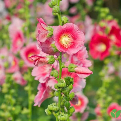 mixed colors hollyhock country romance seeds