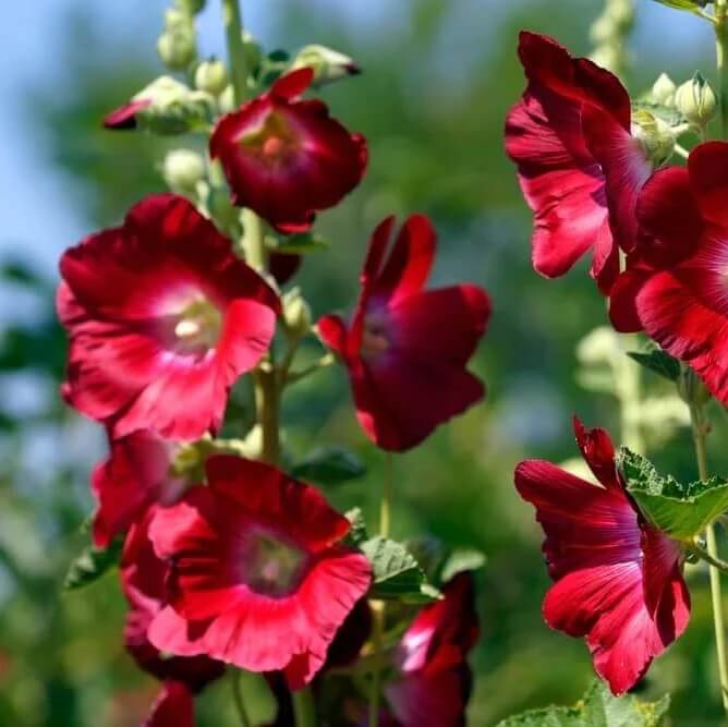 mixed colors hollyhock country romance seeds