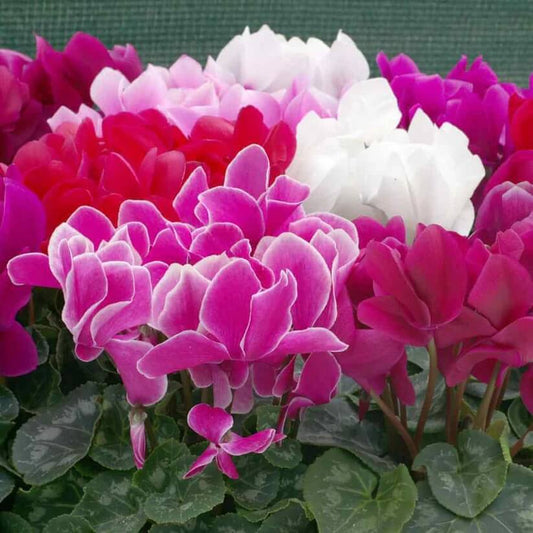 mixed colour Cyclamen Seeds