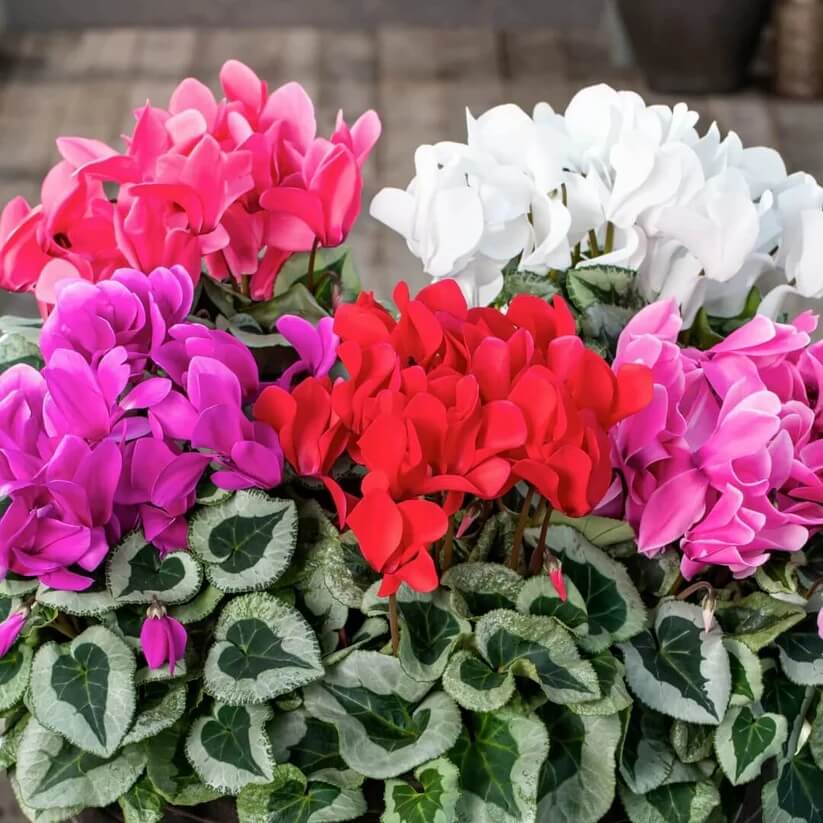 mixed colour Cyclamen Seeds