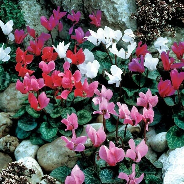 mixed colour Cyclamen Seeds