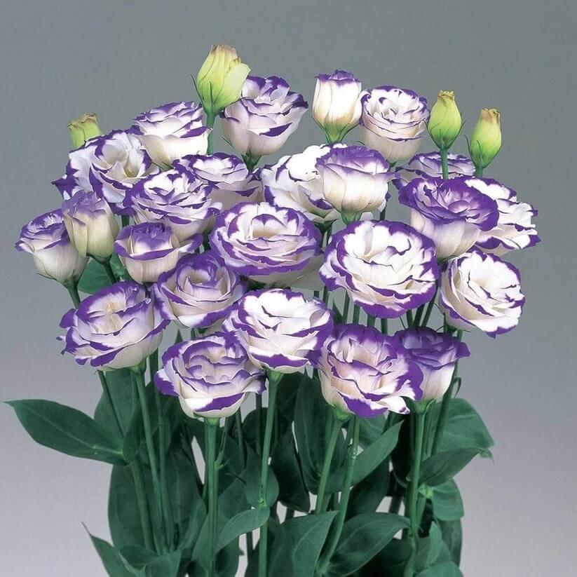 mixed colour Eustoma Seeds