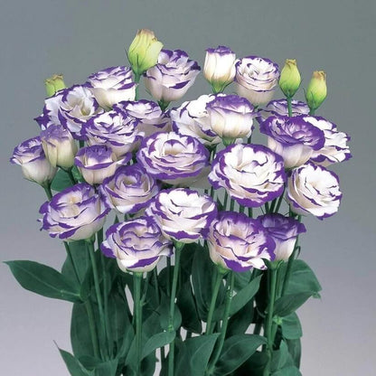mixed colour Eustoma Seeds