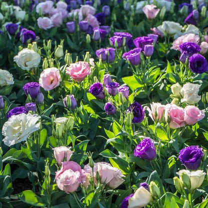 mixed colour Eustoma Seeds