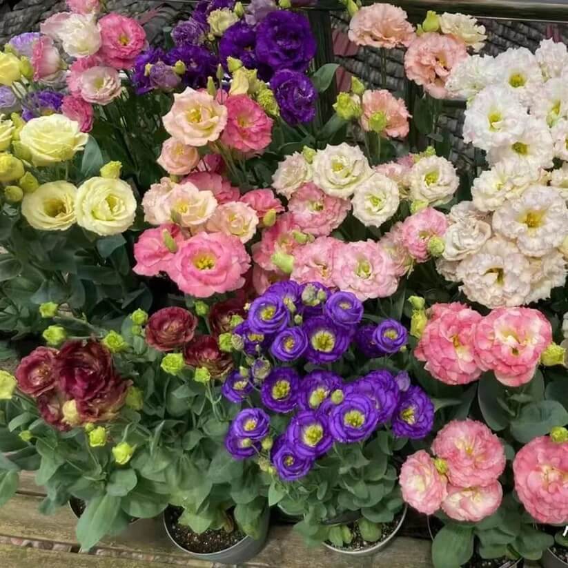 mixed colour Eustoma Seeds