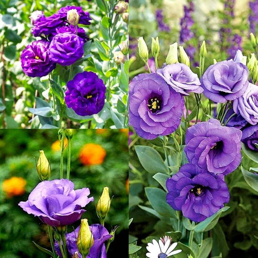 mixed colour Eustoma Seeds