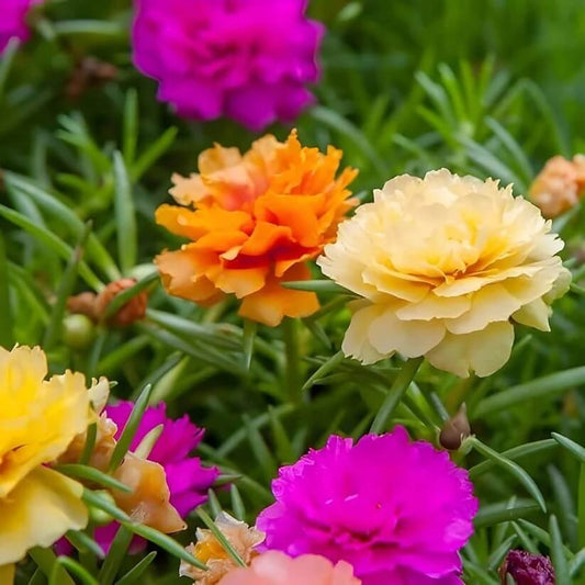 mixed colour Moss Rose Portulaca seeds