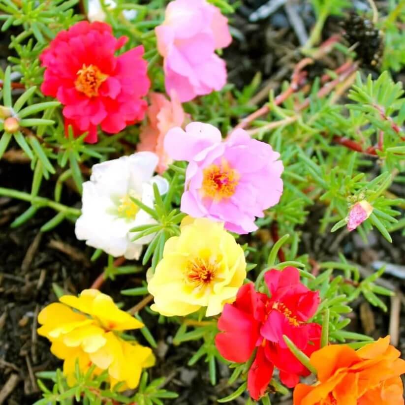mixed colour Moss Rose Portulaca seeds