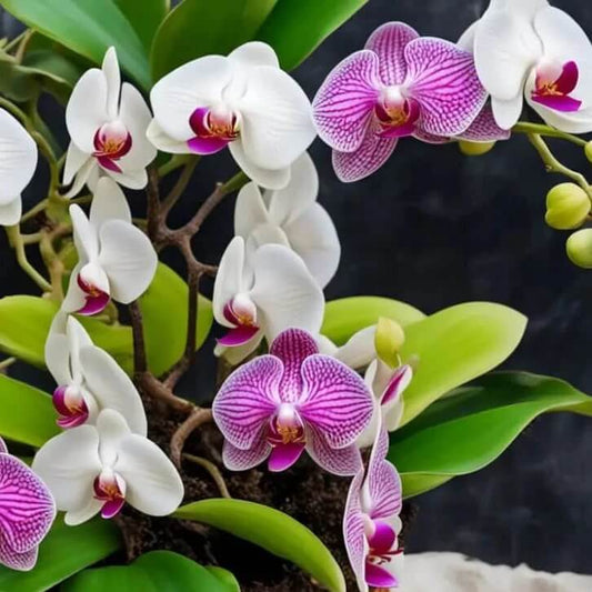 mixed colour Phalaenopsis Orchid  Seeds