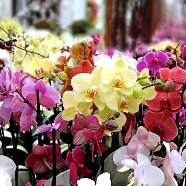 mixed colour Phalaenopsis Orchid  Seeds