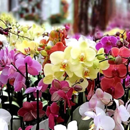 mixed colour Phalaenopsis Orchid  Seeds