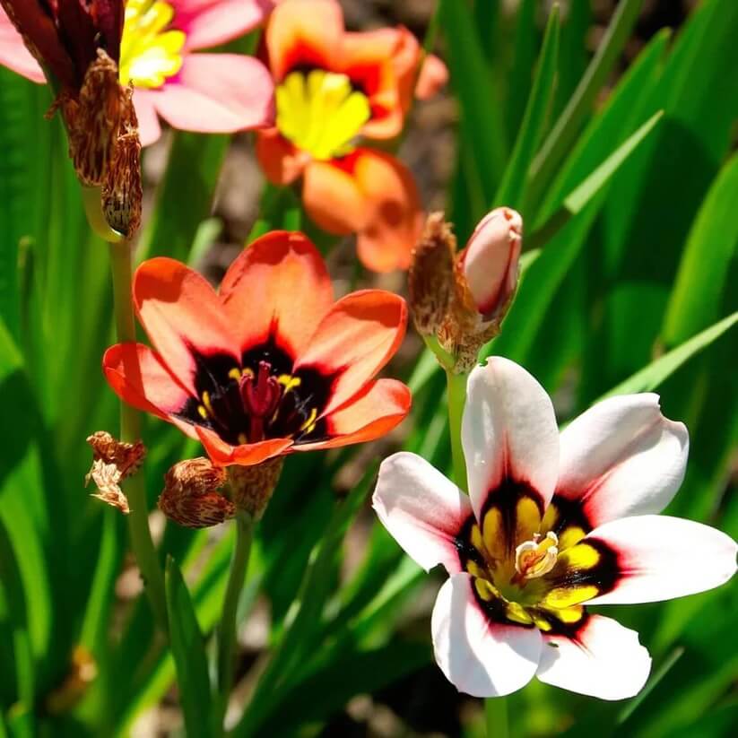 mixed colour Sparaxis Seeds