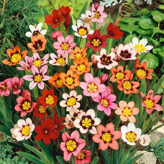 mixed colour Sparaxis Seeds