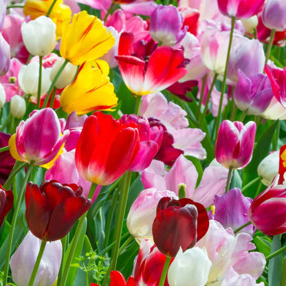 mixed colour Tulip  Seeds