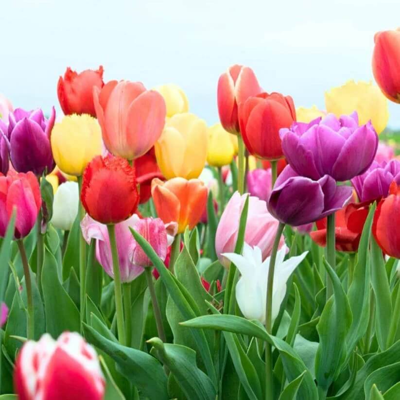 mixed colour Tulip  Seeds