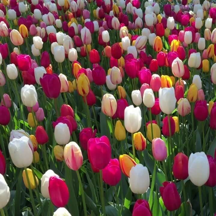 mixed colour Tulip  Seeds