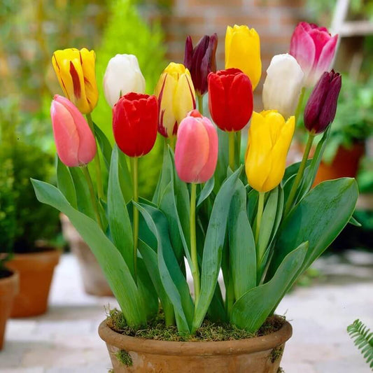 mixed colour  tulip seeds