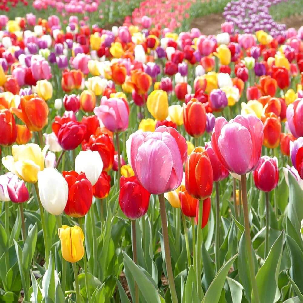mixed colour  tulip seeds