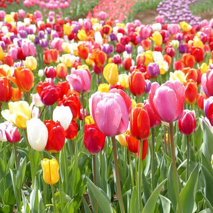 mixed colour  tulip seeds