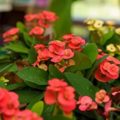 mixed crown of thorns seeds