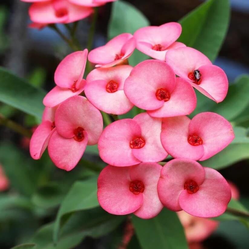 mixed crown of thorns seeds