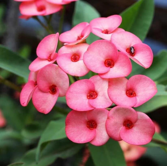 mixed crown of thorns seeds