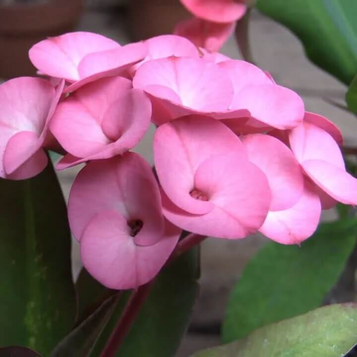 mixed crown of thorns seeds