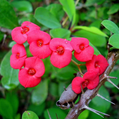 mixed crown of thorns seeds