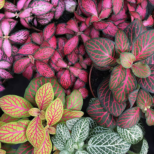 multi colour Fittonia Verschaffeltii Seeds