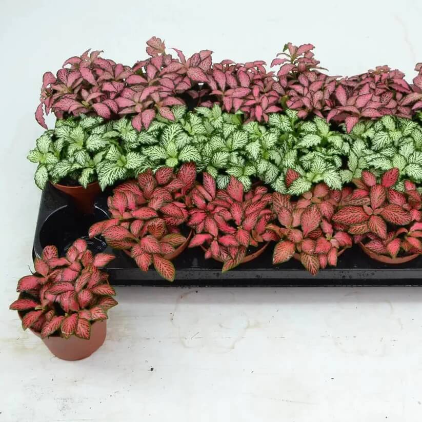 multi colour Fittonia Verschaffeltii Seeds