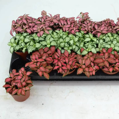 multi colour Fittonia Verschaffeltii Seeds