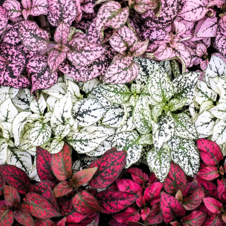 multi colour Fittonia Verschaffeltii Seeds