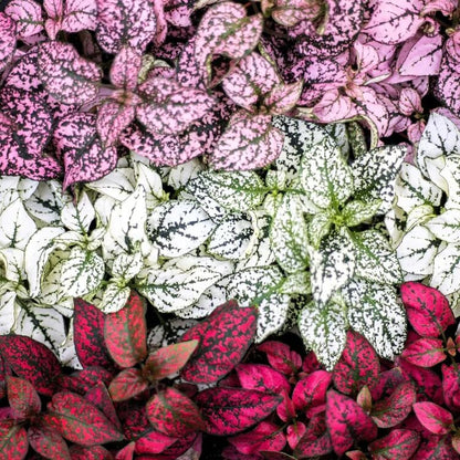 multi colour Fittonia Verschaffeltii Seeds