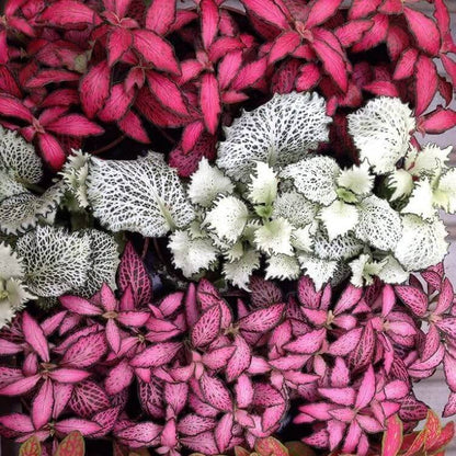 multi colour Fittonia Verschaffeltii Seeds